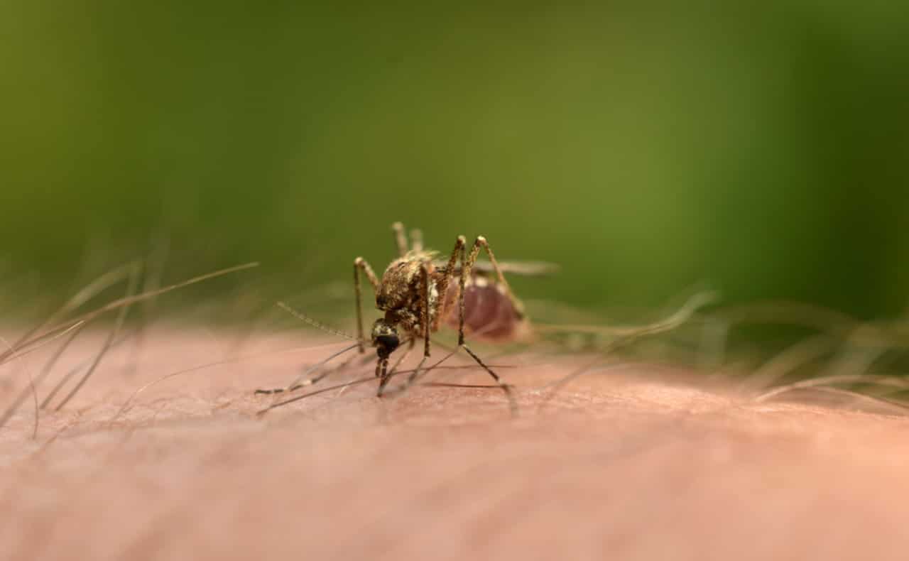 mosquito da dengue em cima de uma pele humana chikungunya zika vírus