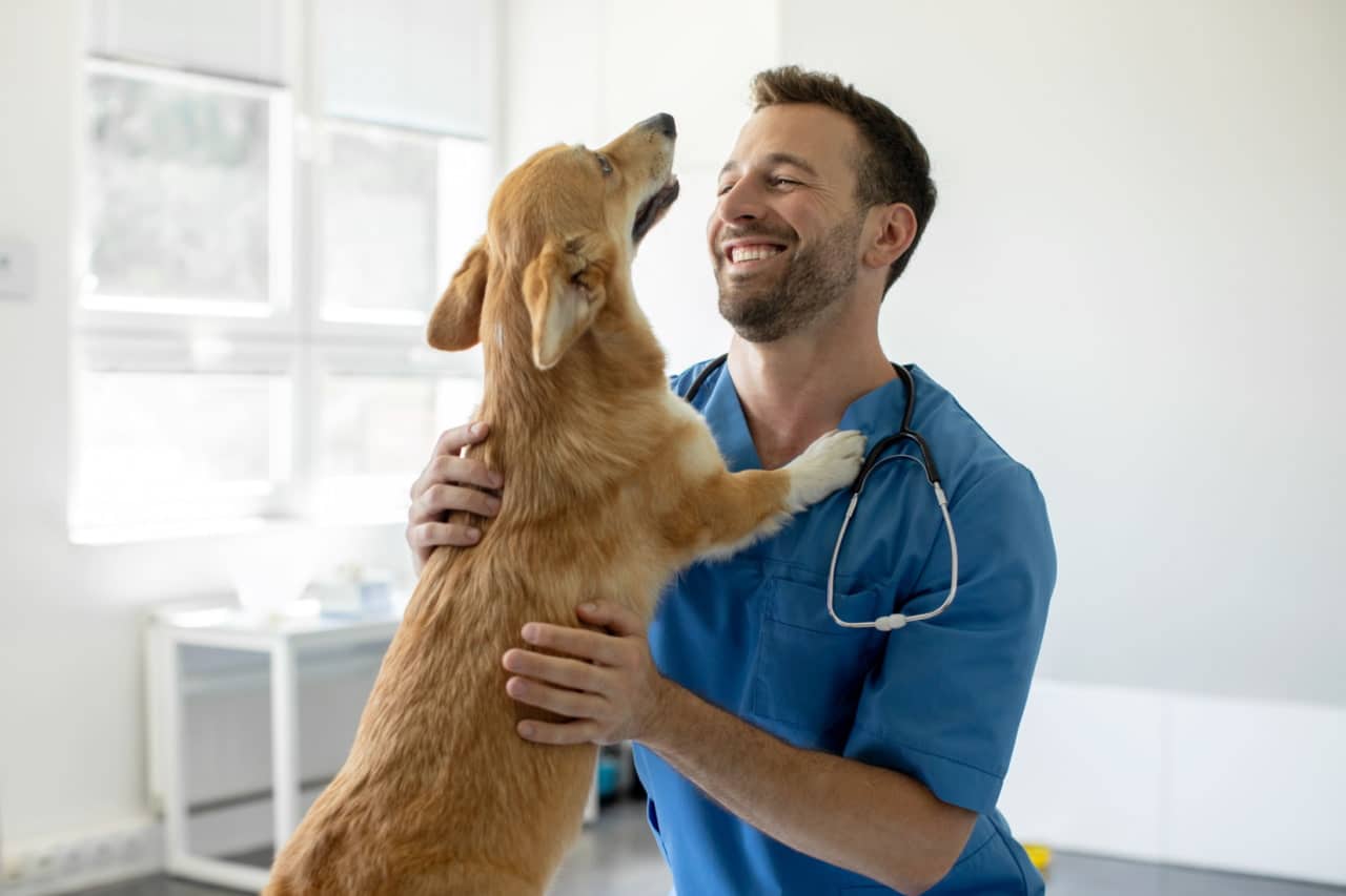 Como a assistência para pets do Itaú funciona?