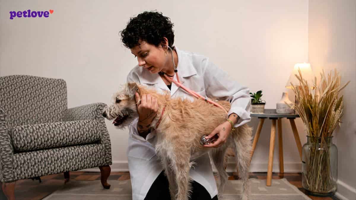 petlove mastercard