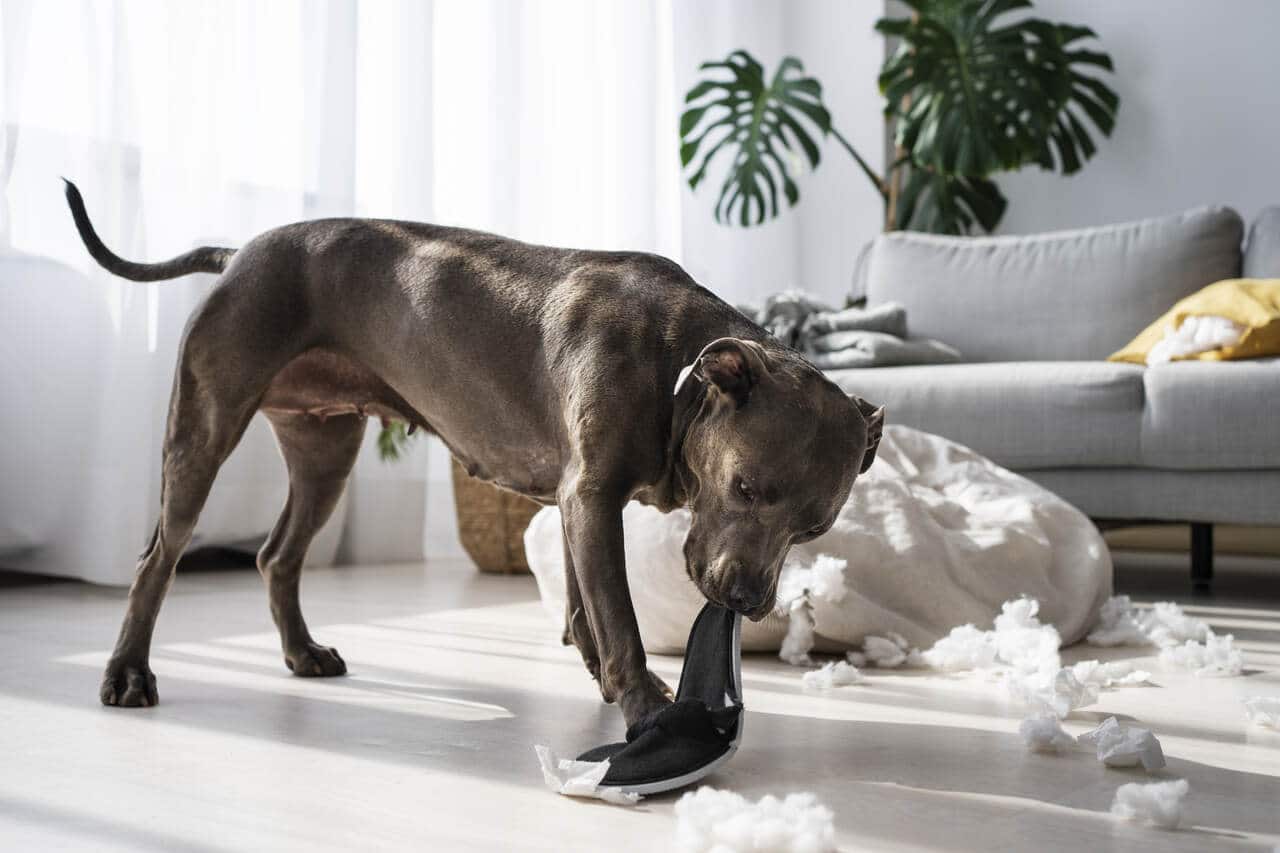 Cachorro estressado