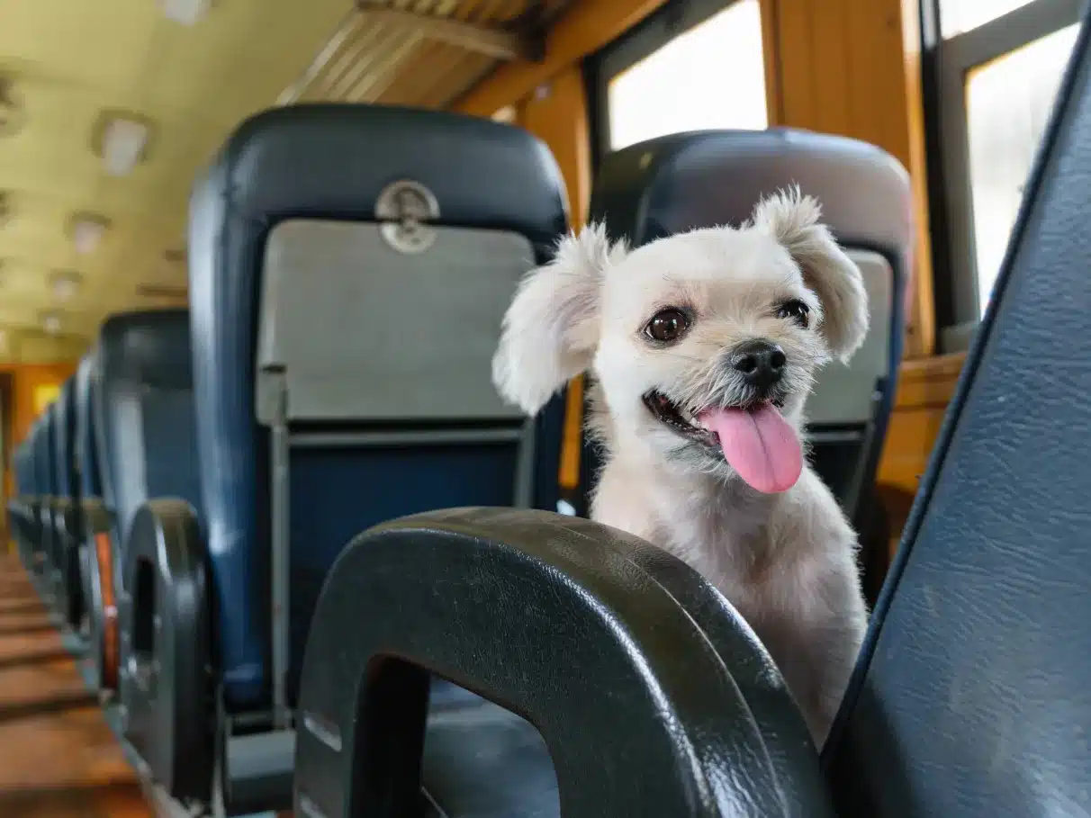 Pet no ônibus