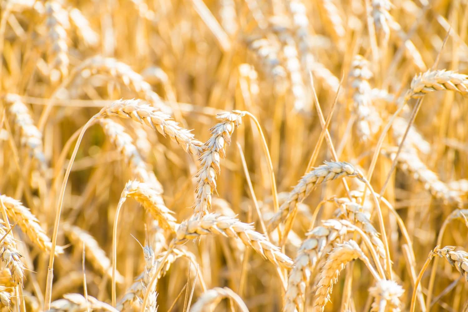 trigo mercado agrícola bolsa de chicago