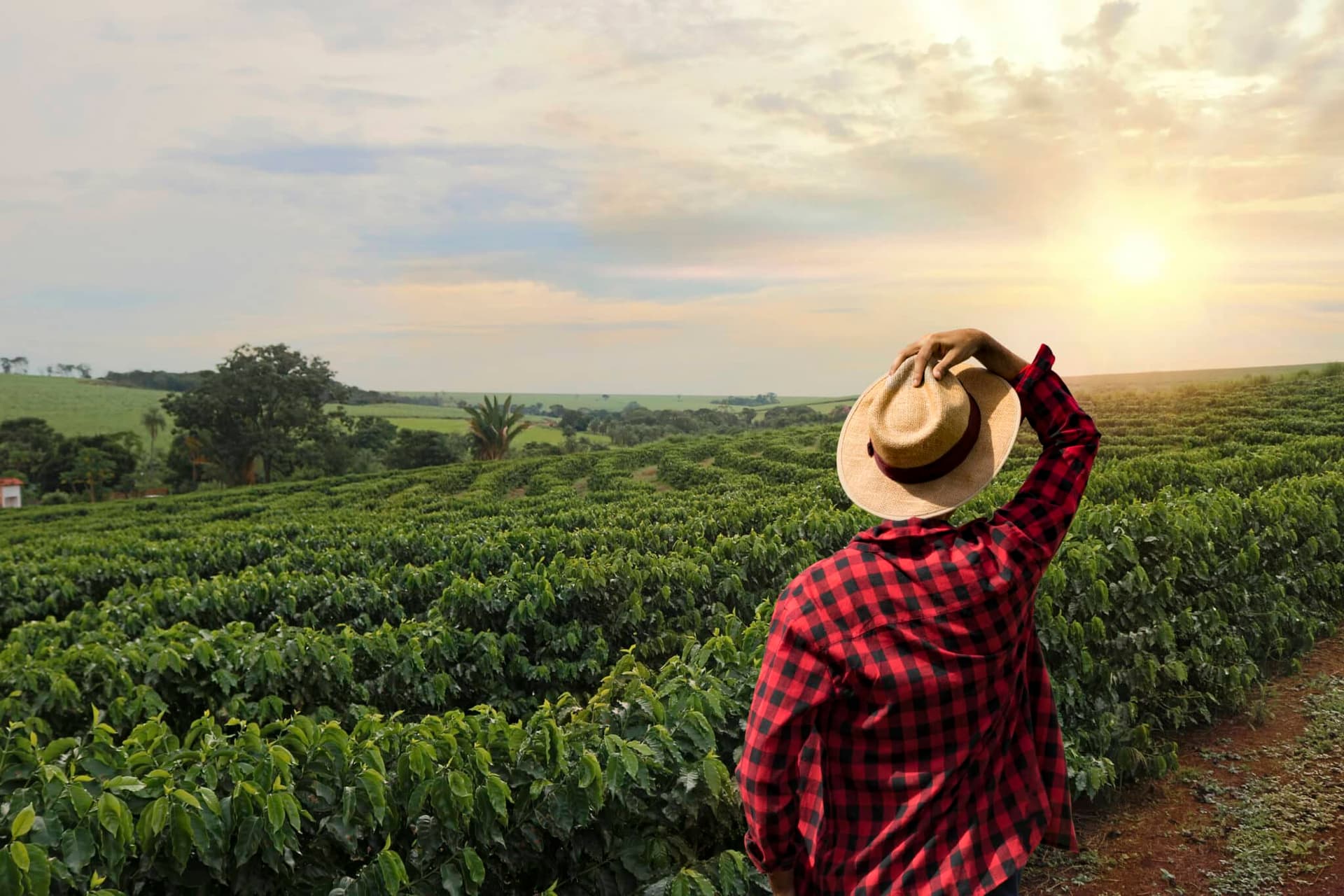 Crise no campo: inadimplência no agronegócio cresce entre produtores