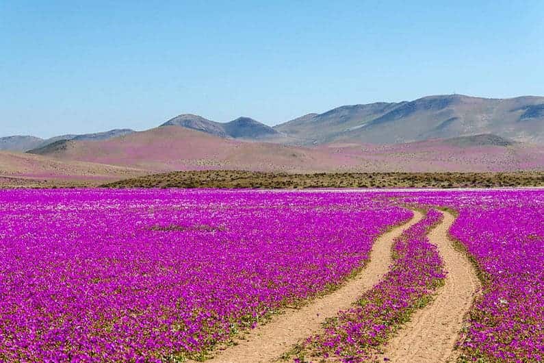 Flores