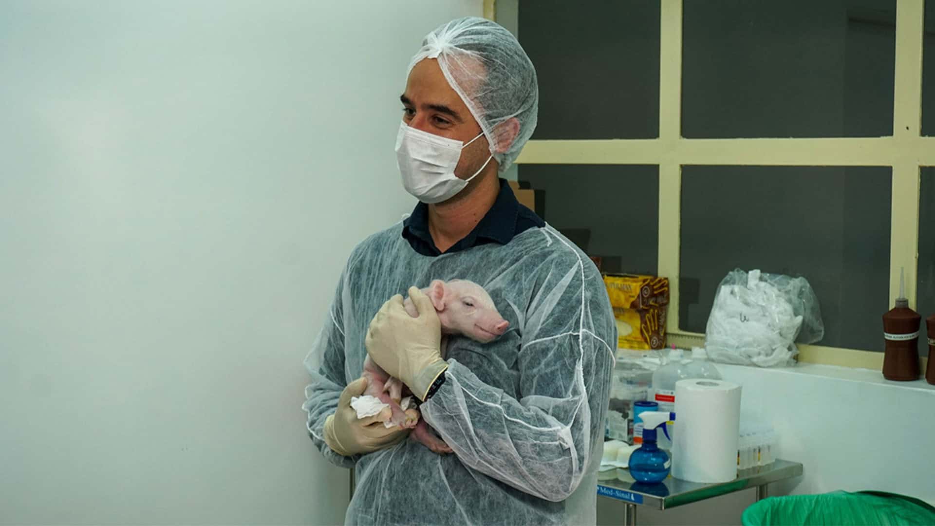 Brasil cria 1º porco clonado para pesquisa em transplantes