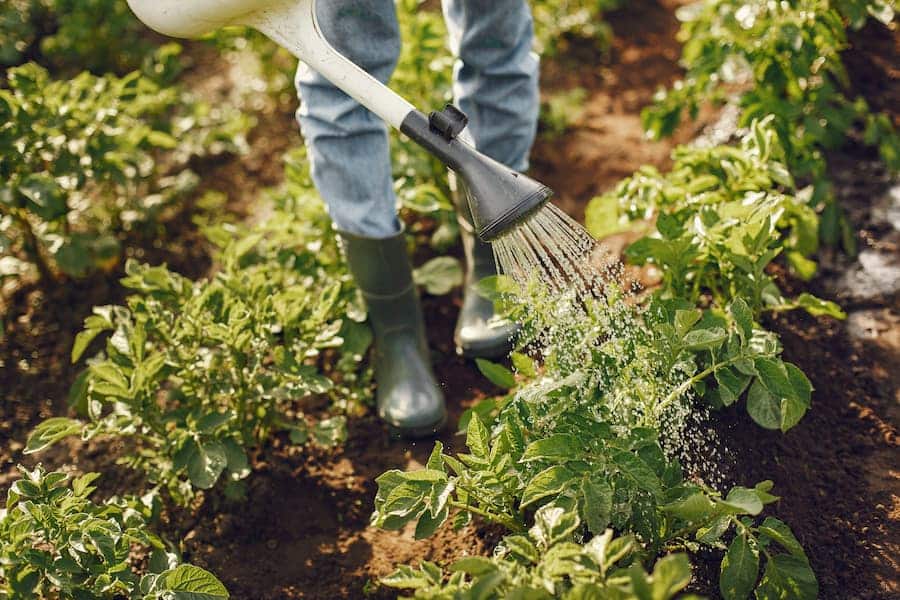 Homem regando plantas
