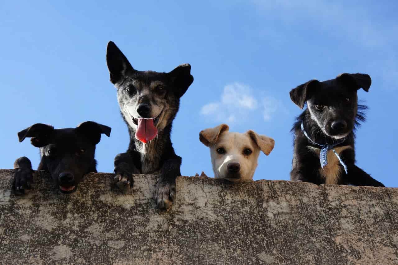 Empresário lucra até R$ 110 mil por mês com hospedagem de cachorros