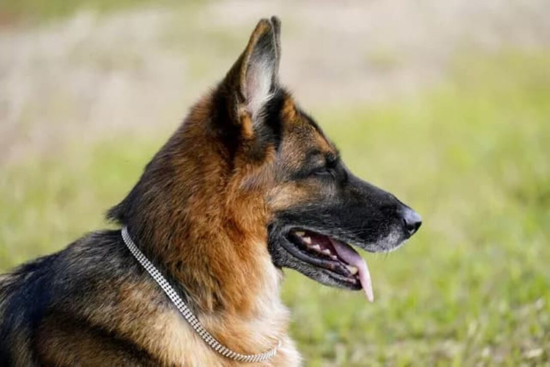 Cachorro Gunther VI na grama
