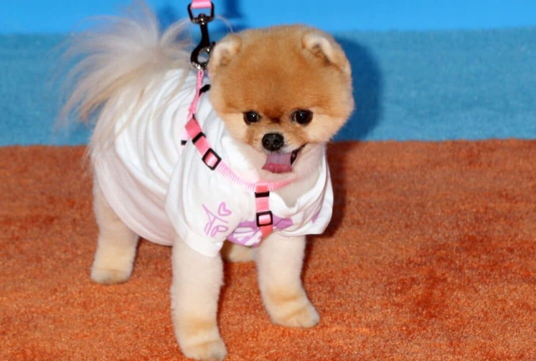 Pet Jiffpom com blusa branca e coleira rosa