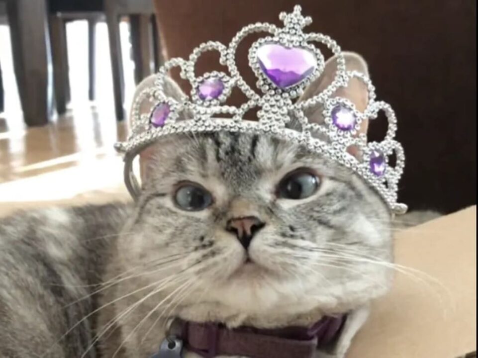 Gata Nala usando uma coroa com corações lilás