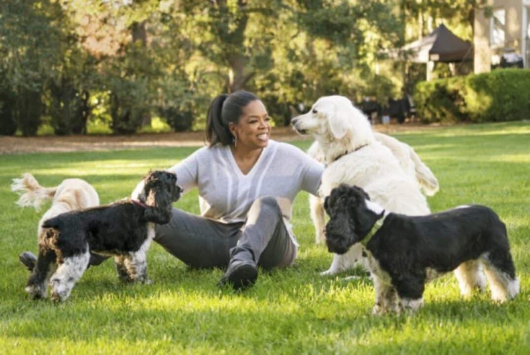 Apresentadora Oprah com seus 4 cachorros na grama