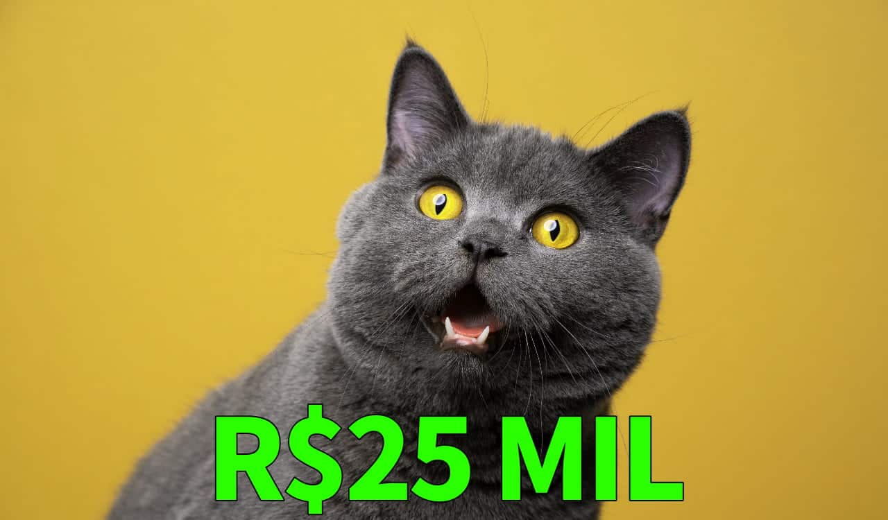 Casal ganha até R$ 25 mil todo mês com páginas sobre gatos