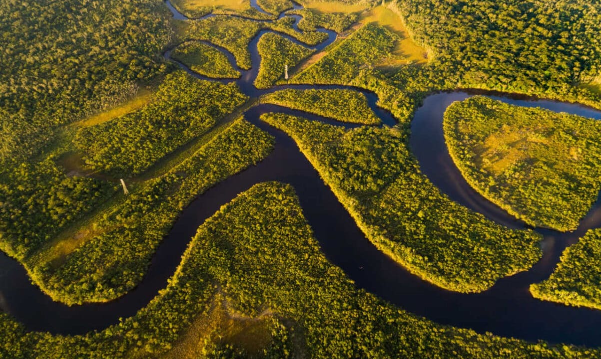 Imagem da Amazônia mostrando a fauna e o lago.