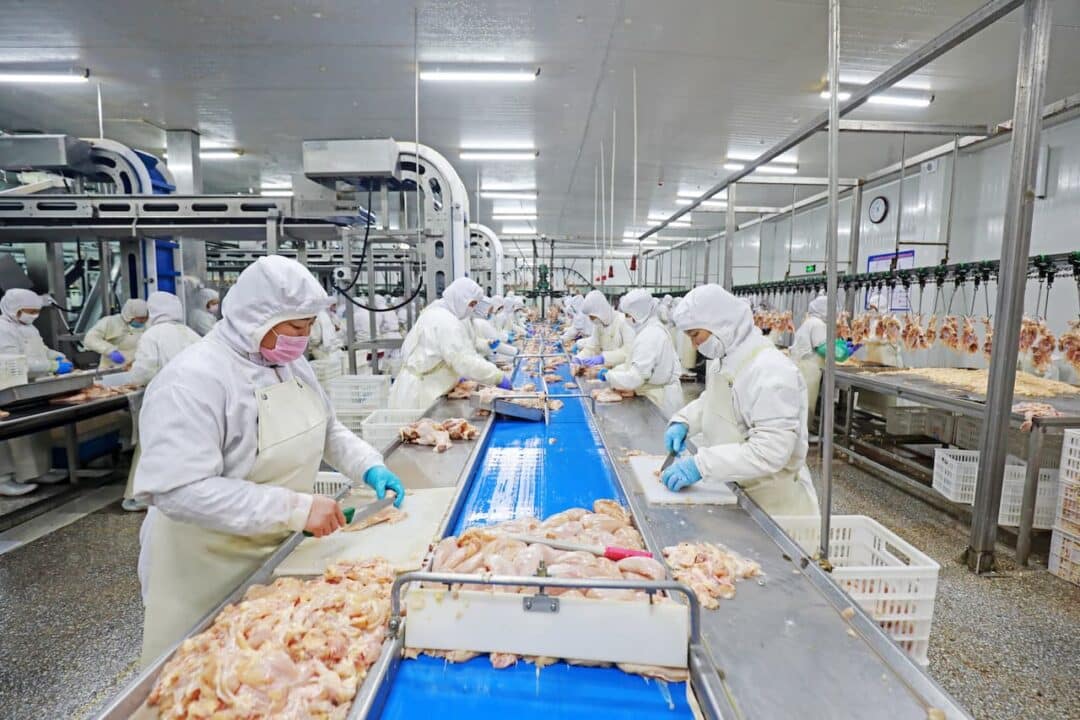 Pessoas trabalhando em uma fábrica de abate de frango.