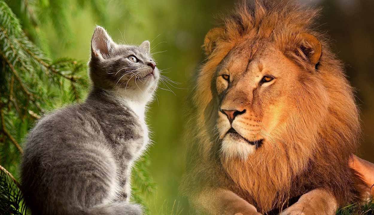 Gastos com animais de estimação podem ser deduzidos da declaração do Imposto de Renda?