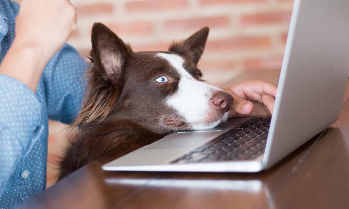 Pessoa no computador com cachorro olhando a tela