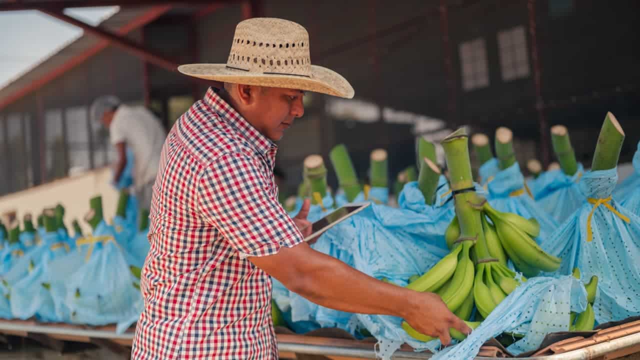 Trabalhador latino-americano usa tablet para verificar bananas em uma empacotadora de exportação.