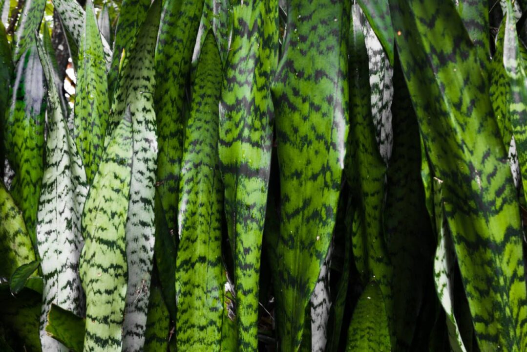 Espada de São Jorge