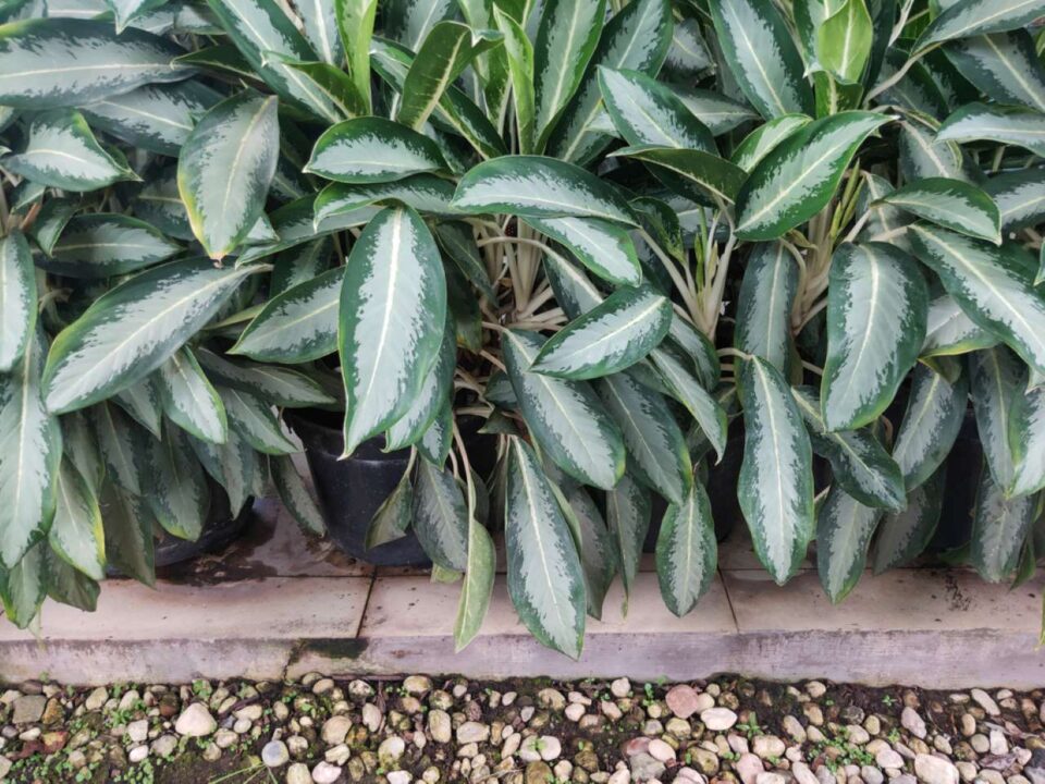 Planta comigo ninguém pode