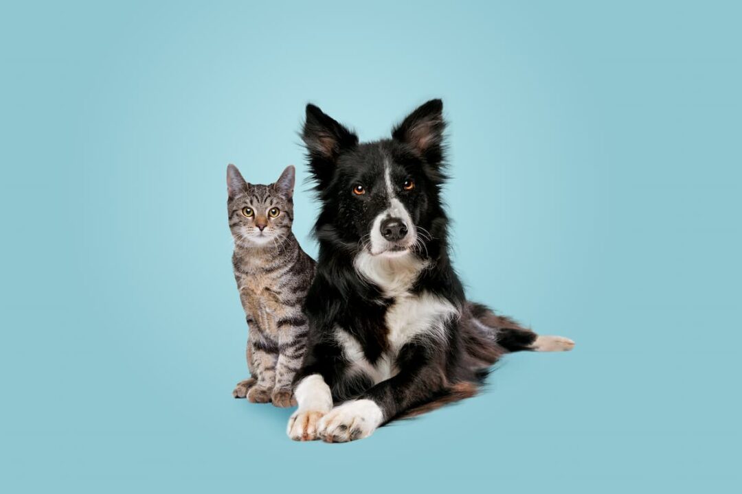 Cão e gato um deitado ao lado do outro com fundo azul