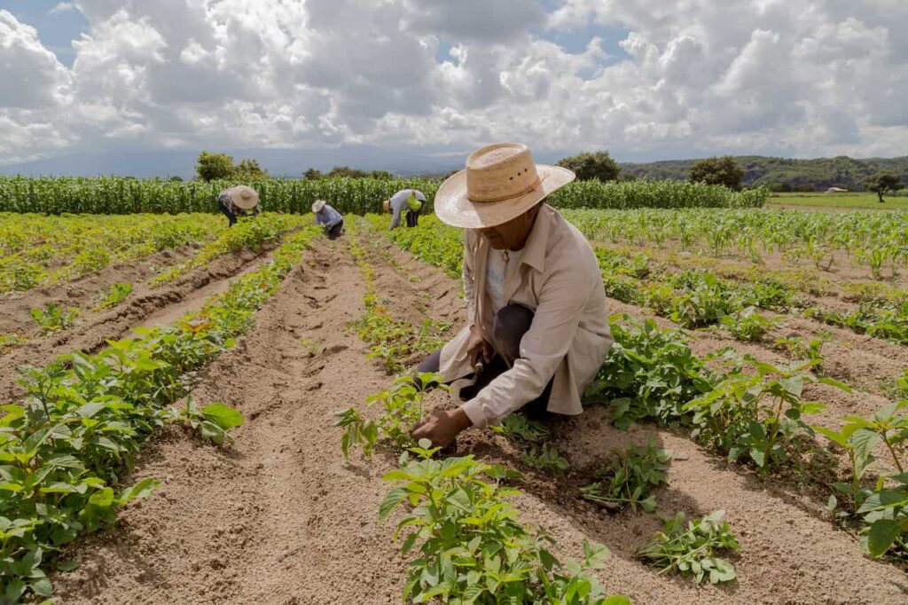 Agricultura câmara