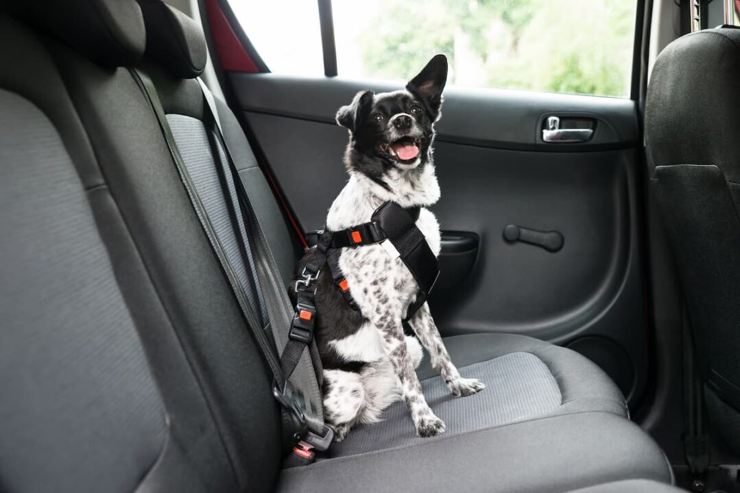 Transporte de animal de estimação por motoristas de aplicativo.