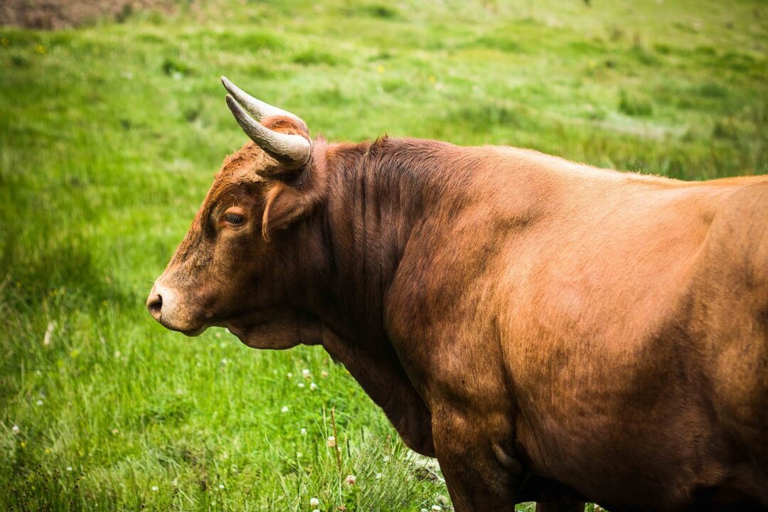 Boi marrom em um pasto
