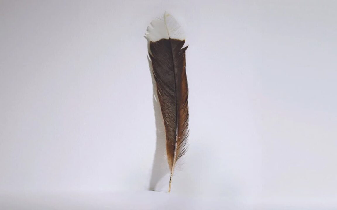 Foto de uma pena com um fundo branco