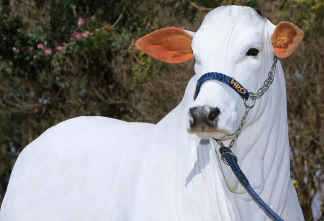 Imagem de uma vaca branca, considerada a mais cara do mundo