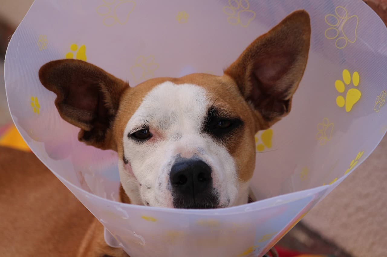 Seguro Pet barato: Como proteger seu animal sem pesar no bolso