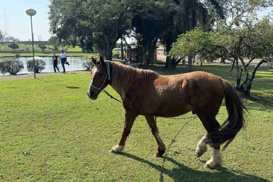 cavalo caramelo