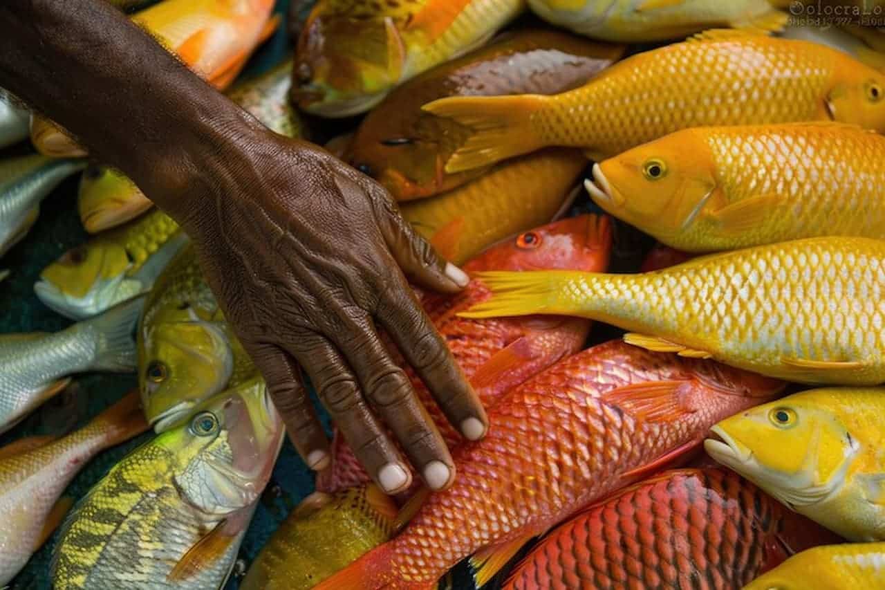 Auxílio emergencial para pescadores deve ser criado pelo governo