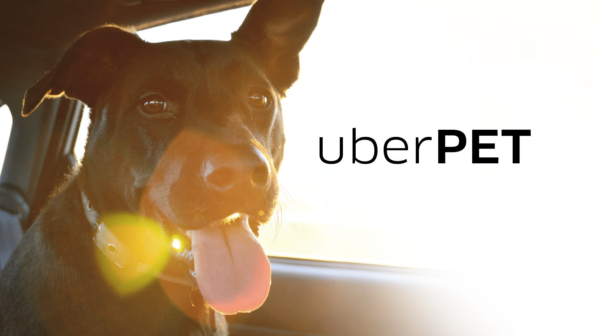 Uber Pet: modalidade cresce em cidades brasileiras
