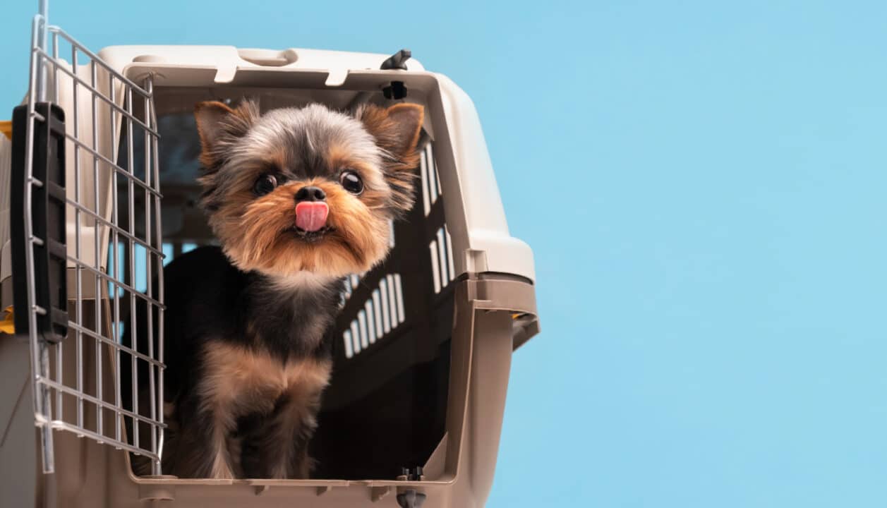 viajar com pet