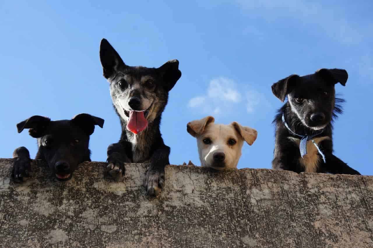 Seu pet agora pode ter um RG! Veja como vai funcionar o documento gratuito