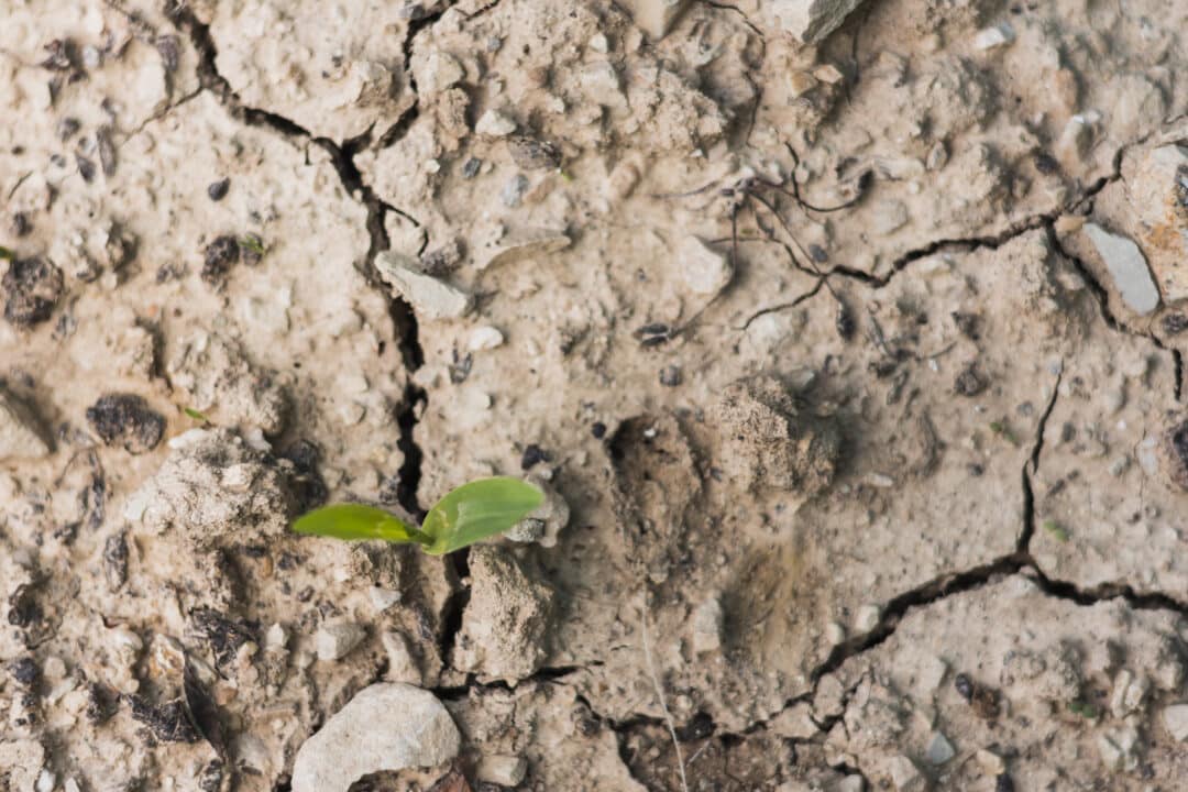 Desmatamento diminui no brasil, mas cerrado registra maior área desmatada, revela mapbiomas