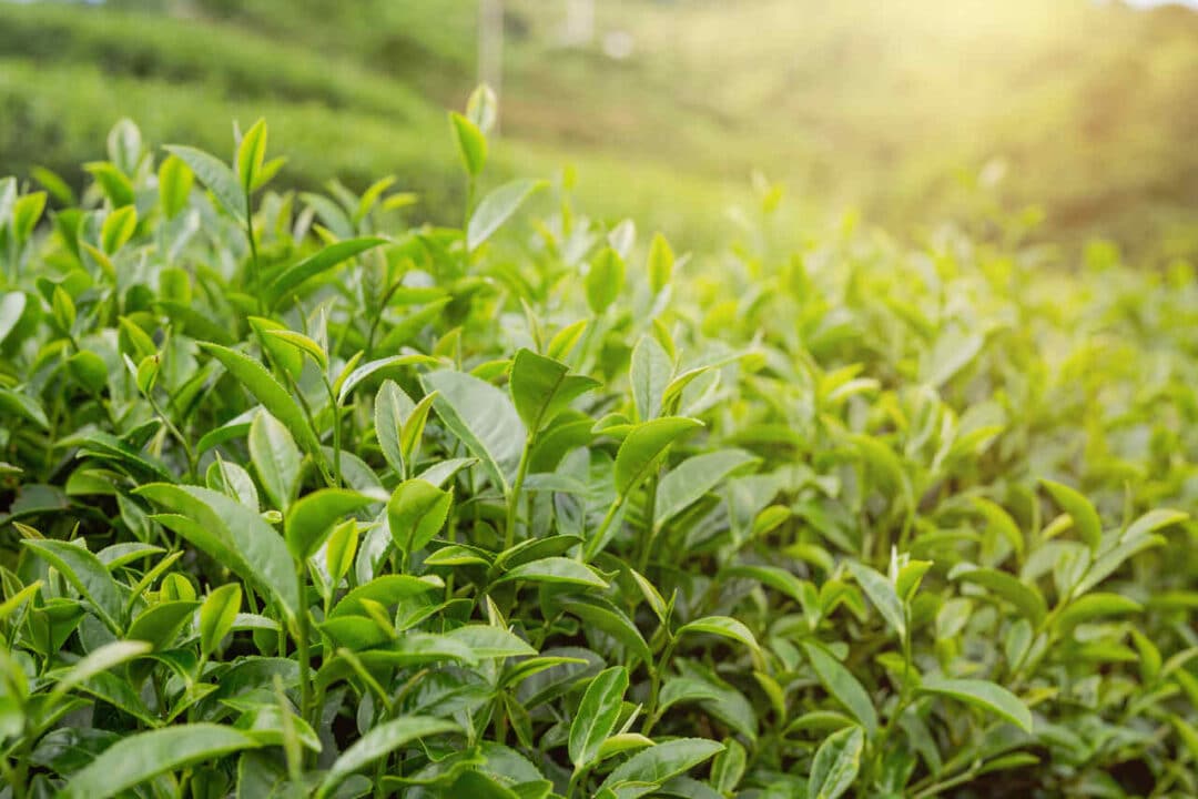 Chá-verde