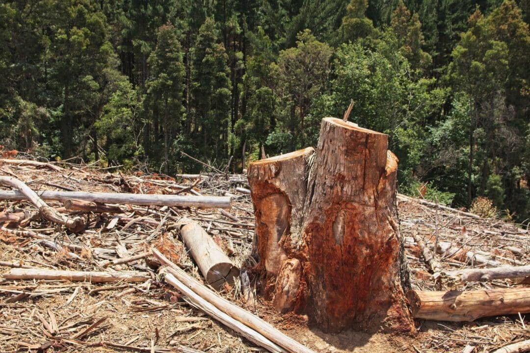 Desmatamento diminui no brasil, mas cerrado registra maior área desmatada, revela mapbiomas