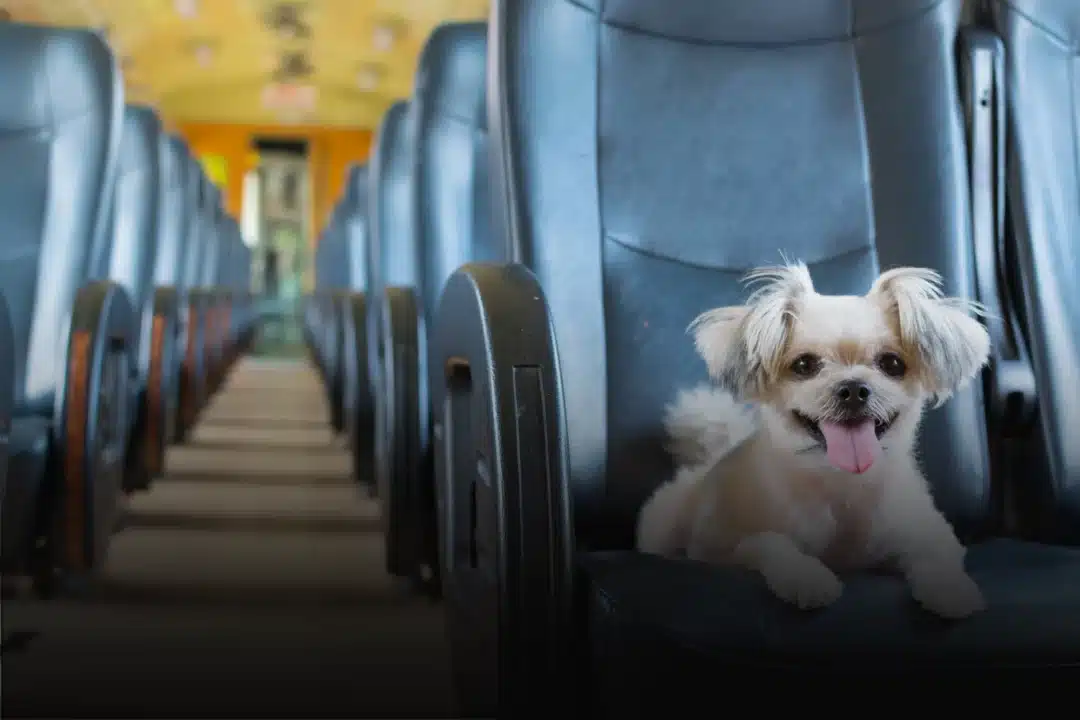 Pet no ônibus