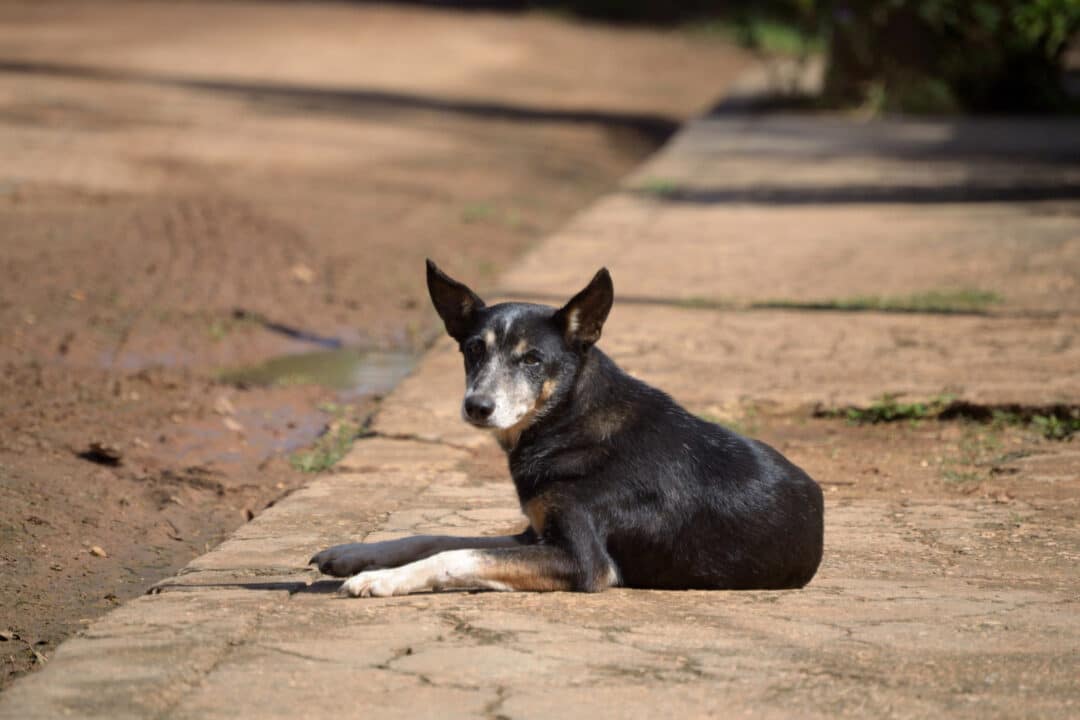 Motoristas devem ficar atentos lei animal pode afetar sua CNH diretamente