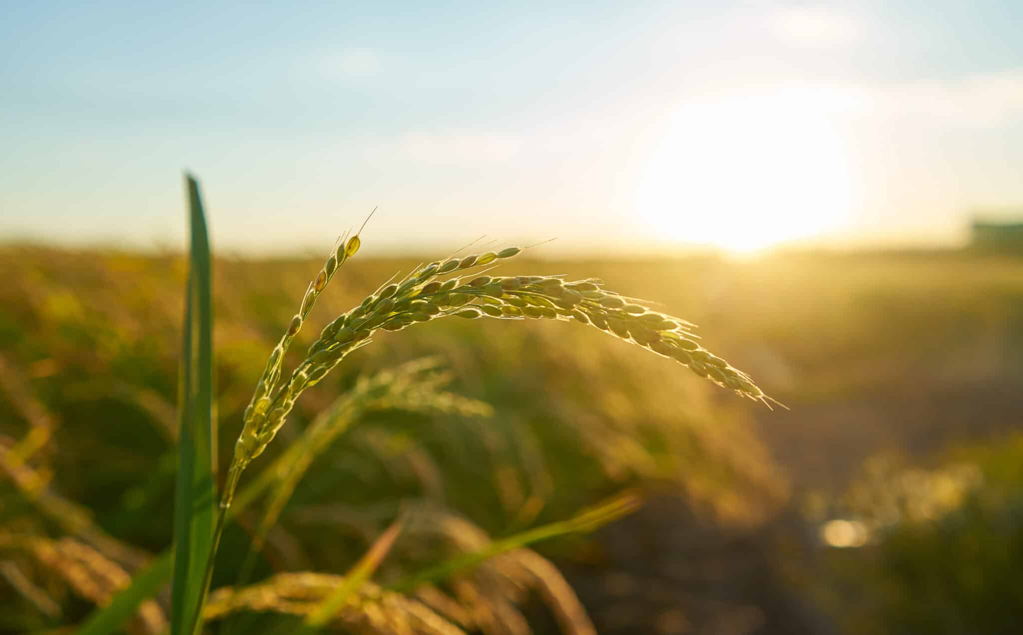 Agronegócio: governo libera R$ 516 bilhões para médios e grandes produtores
