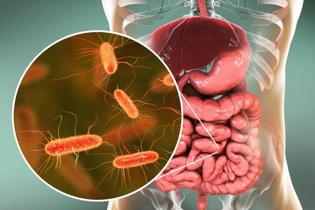 Bactéria intestinal