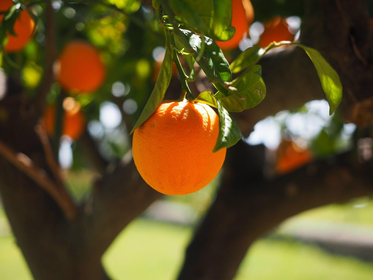 Tarifas altas fazem produtores considerarem deixar laranja apodrecer no pé