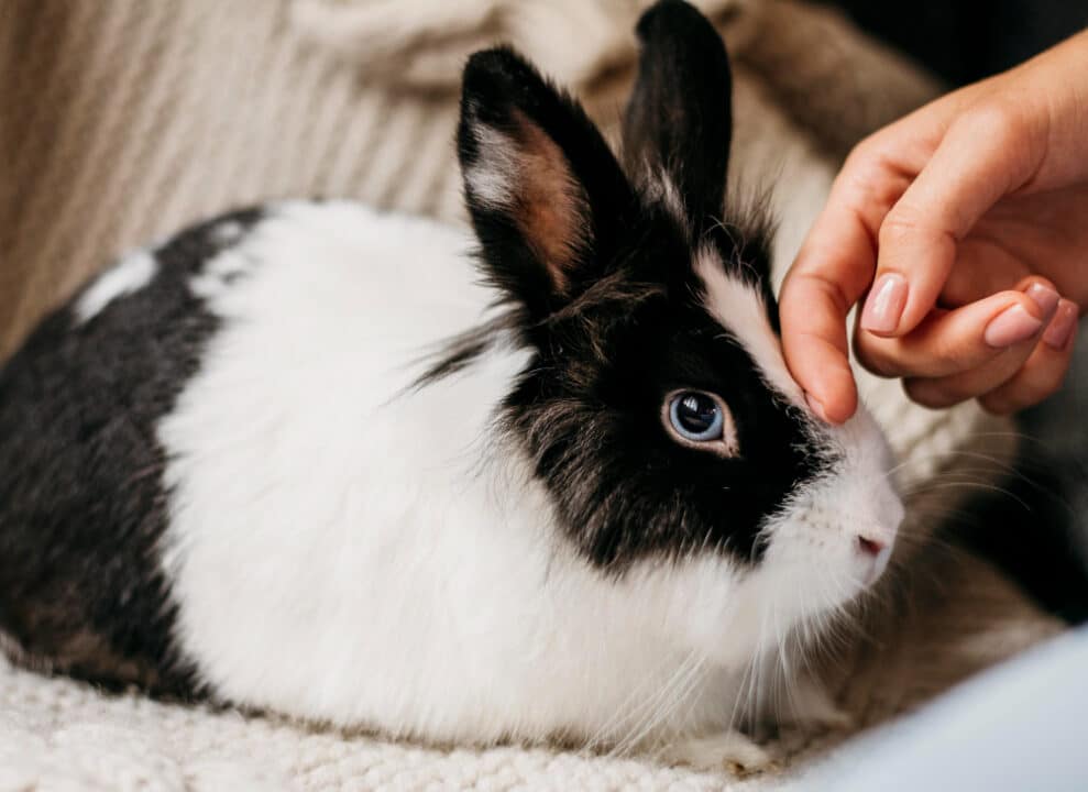 Nova lei proíbe o uso de animais em testes para produção de cosméticos
