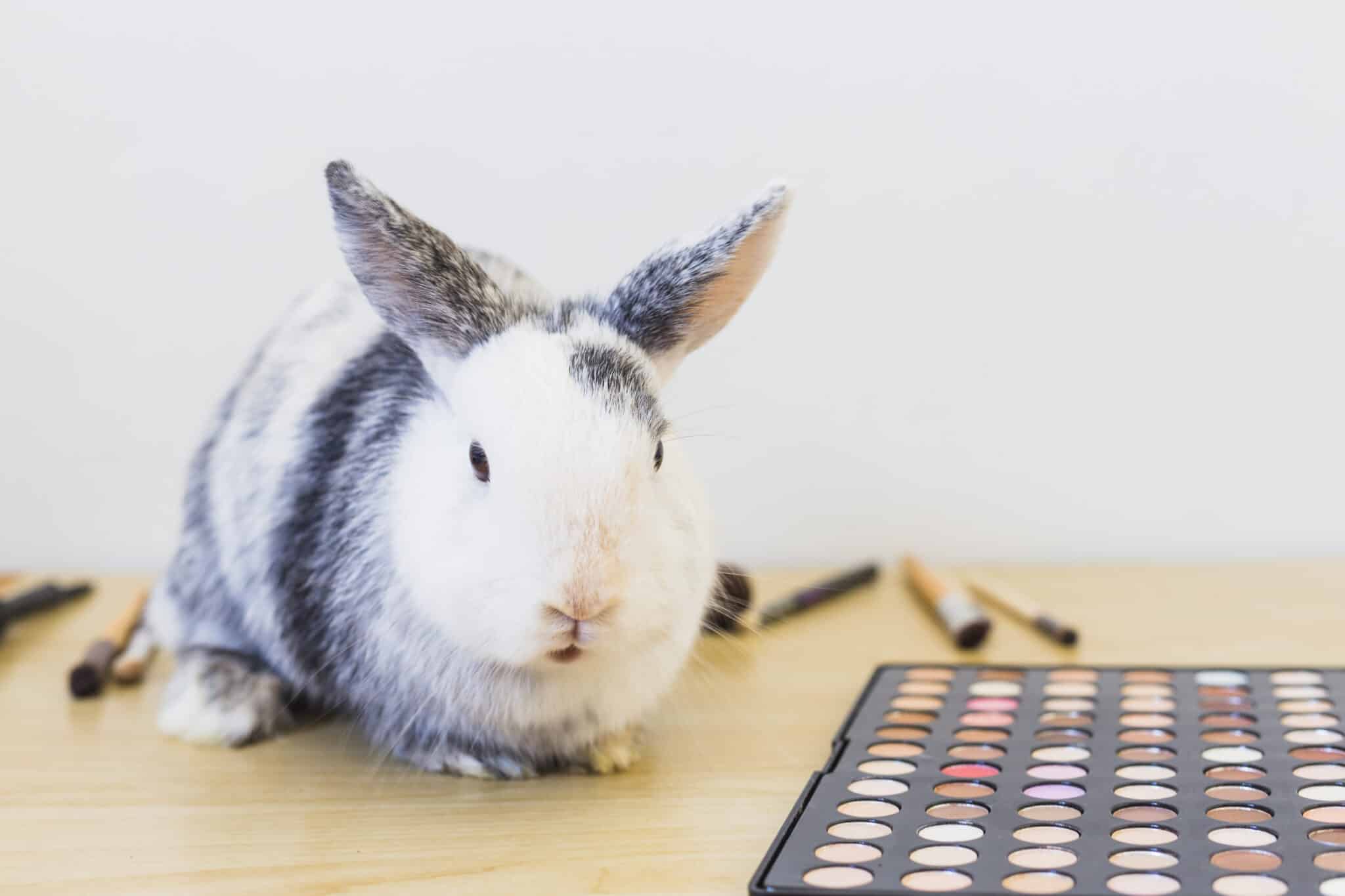 Nova lei proíbe o uso de animais em testes para produção de cosméticos