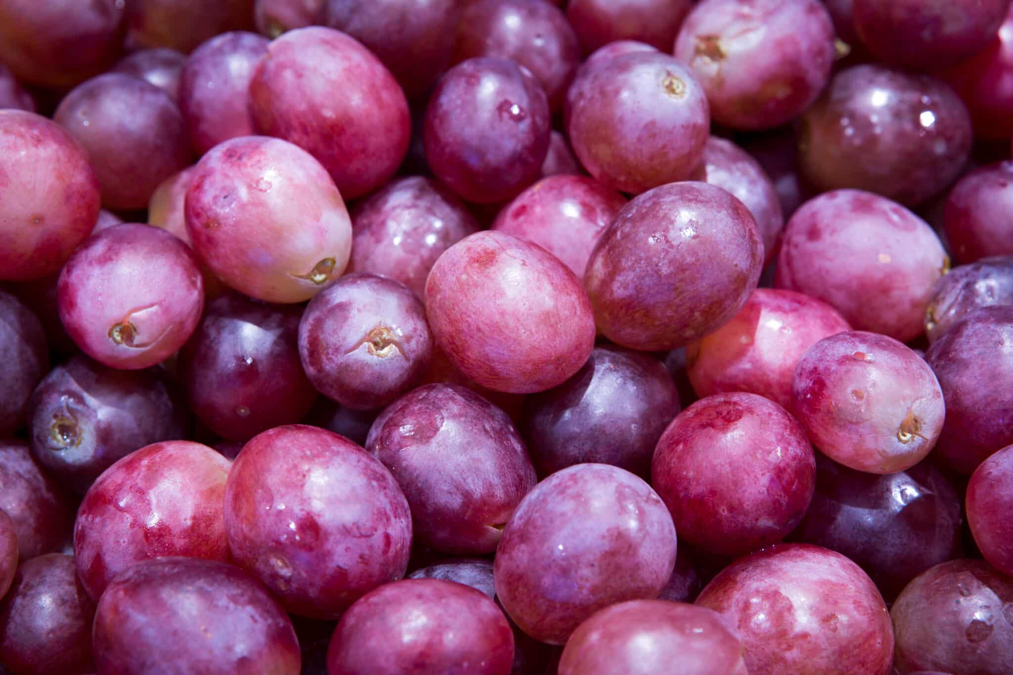 Tarifaço derruba preços da manga, uva e açaí no Brasil