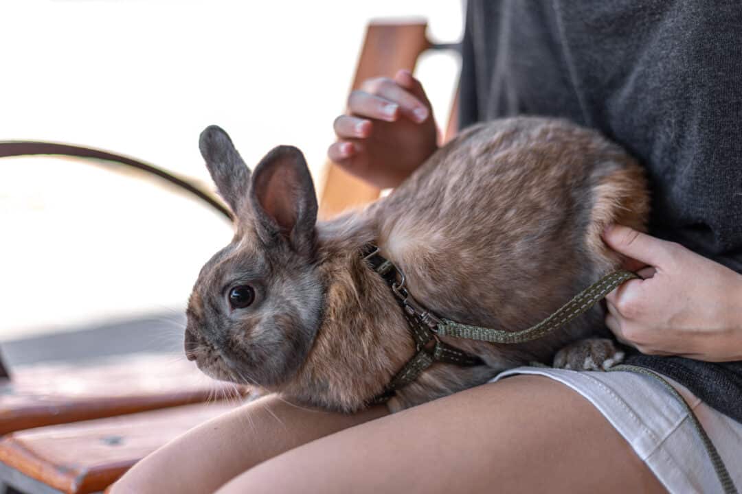 Nova lei proíbe o uso de animais em testes para produção de cosméticos
