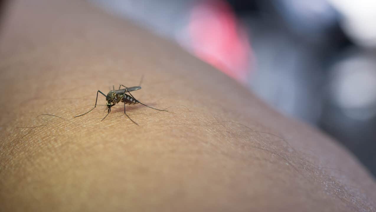Impacto financeiro: Dengue e Chikungunya pesam R$ 1,2 bilhão na saúde pública
