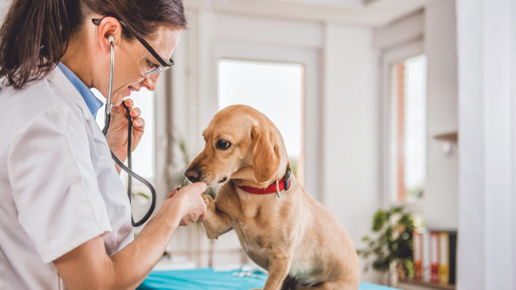 Veterinários