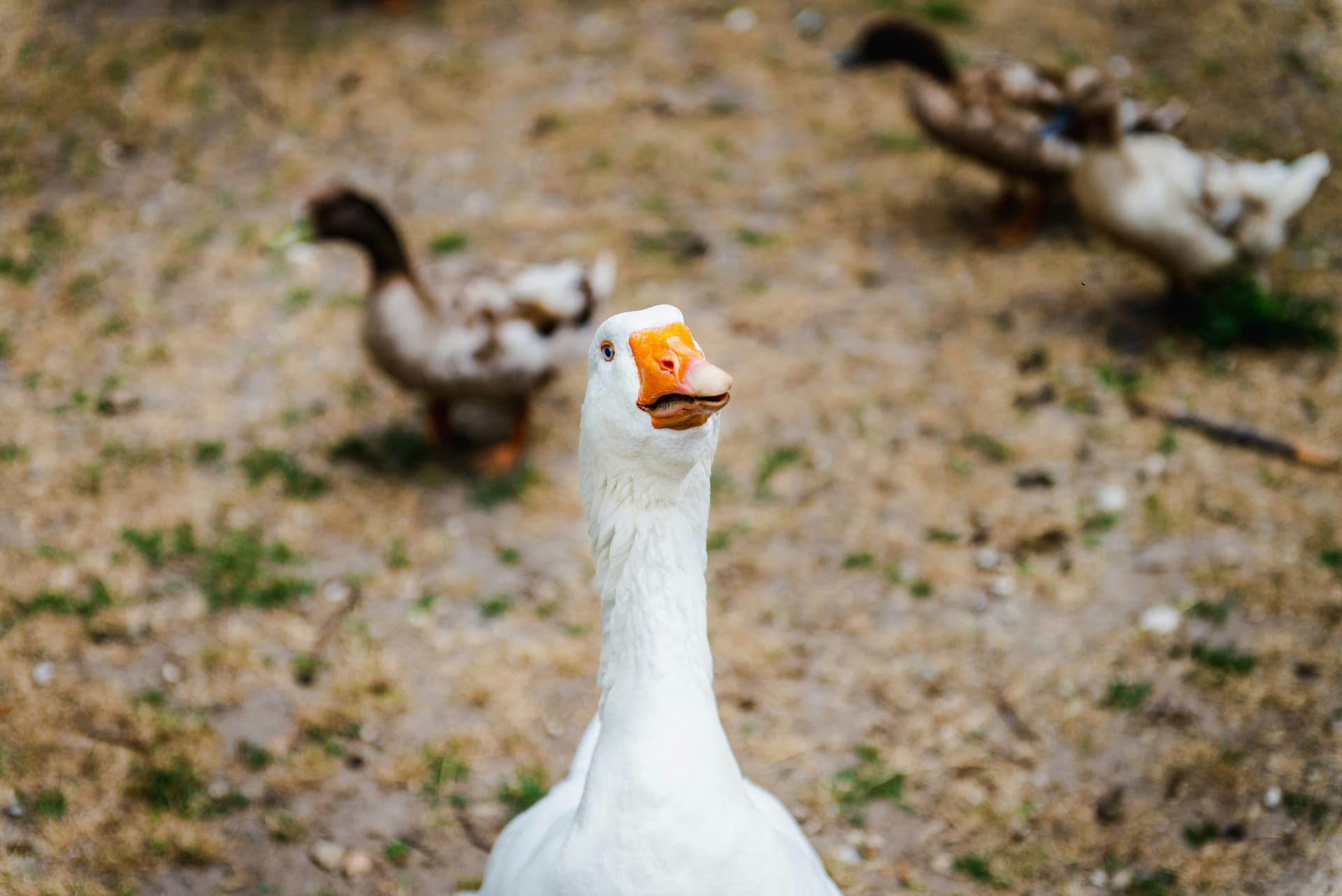 Foie gras passa a ser proibido no Brasil; entenda o que muda